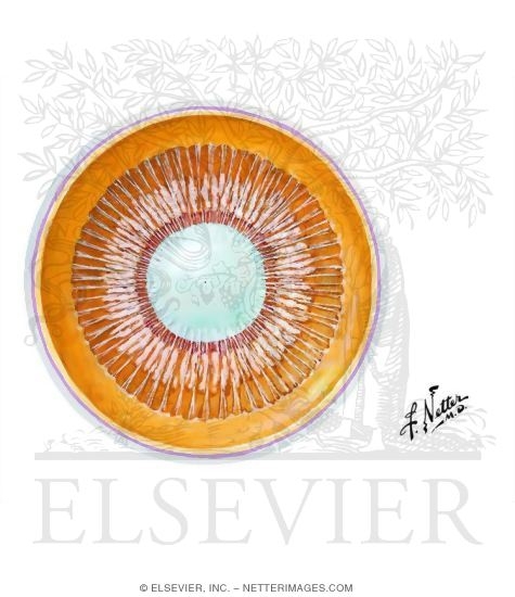 Watermarked preview of unlabeled image: Anterior Segment Viewed From Behind