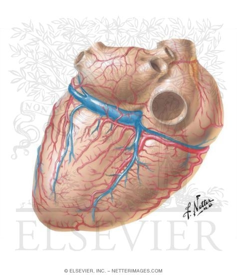 Coronary Vessels: Diaphragmatic Surface
