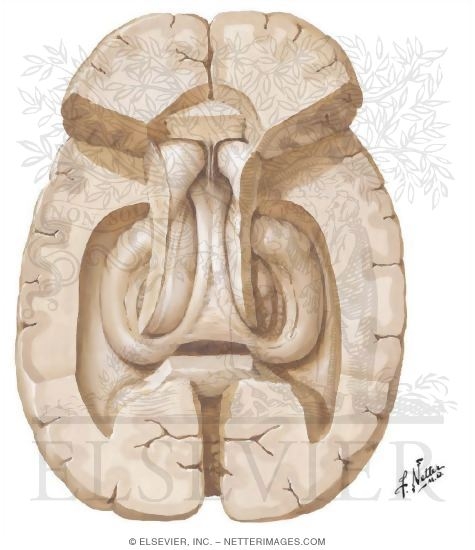 Watermarked preview of unlabeled image: Superior Dissection Showing Hippocampus