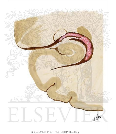 Watermarked preview of unlabeled image: Section Through Hippocampus