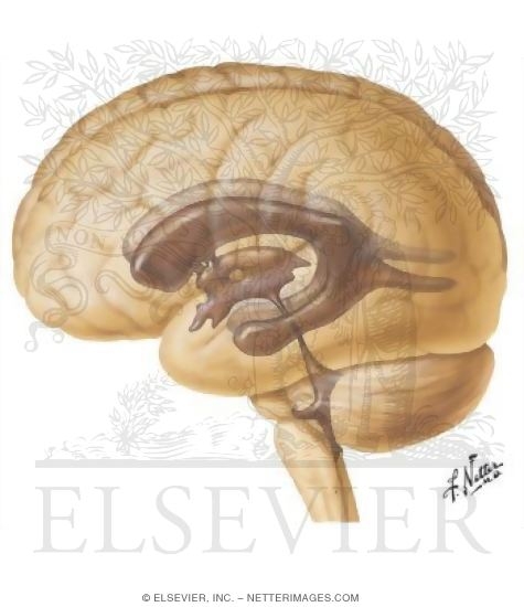 Ventricles of Brain