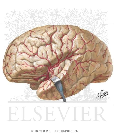 Lateral Surface of Brain