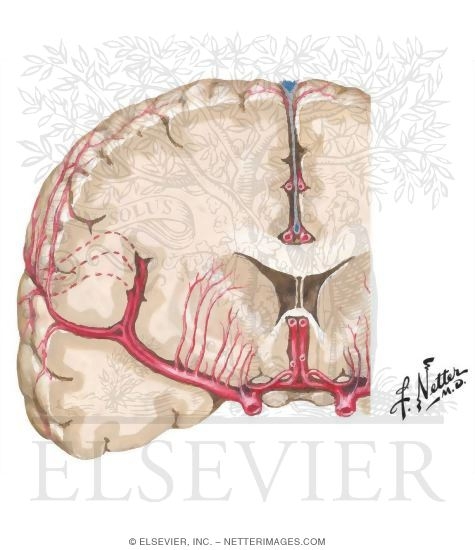 Frontal Section of Brain
