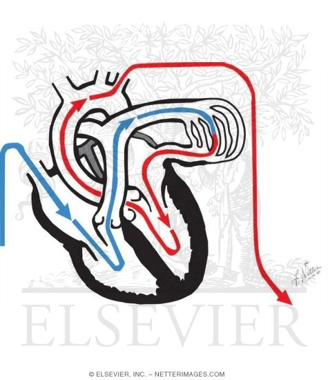 Route of Blood Flow Through Heart