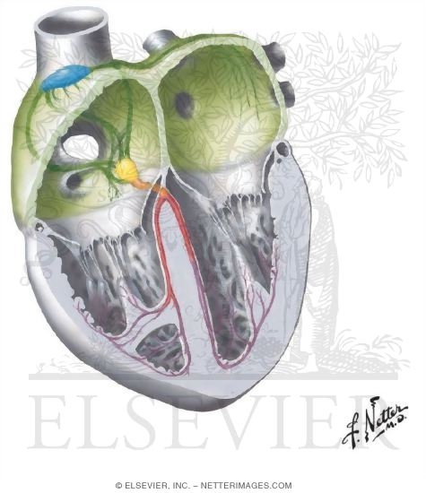 Innervation of the Heart