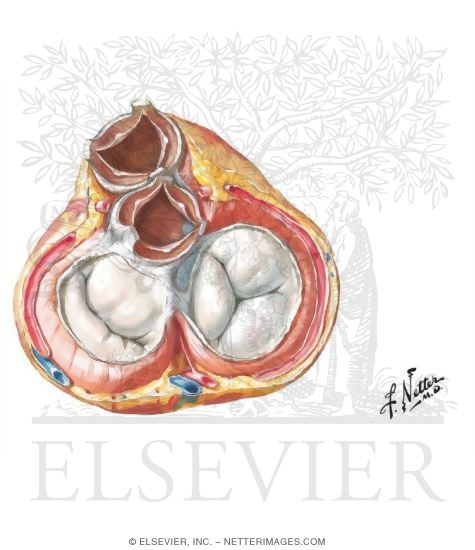 Cardiac Valves: Systole