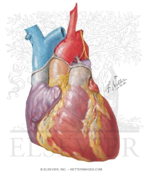Anterior Aspect of Heart