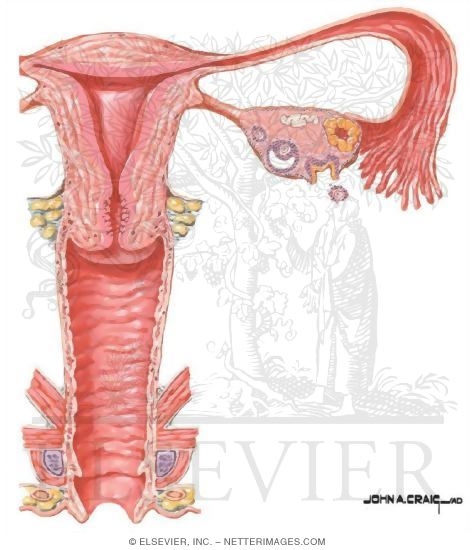 Female Reproductive Tract