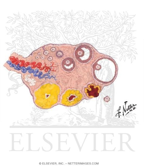 Anatomy of the Ovary