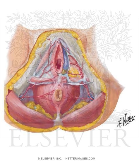 Blood Supply of Perineum and External Genitalia