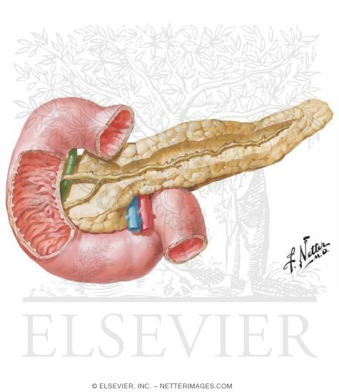 Watermarked preview of unlabeled image: Pancreas