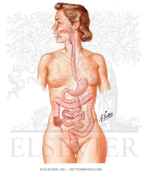Gastrointestinal Tract