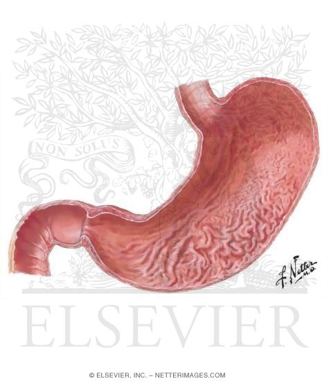 Watermarked preview of unlabeled image: Stomach