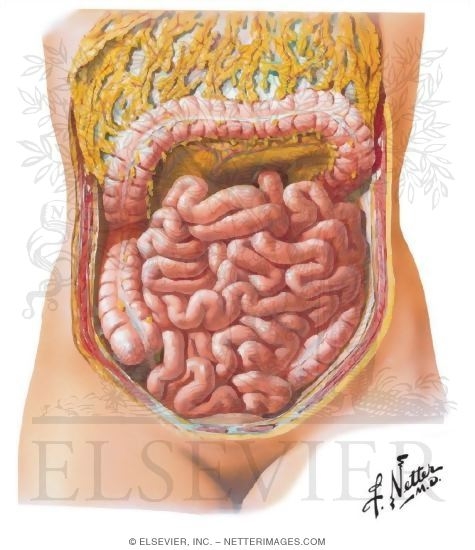 Small Bowel