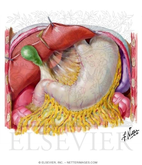 Stomach, Liver, and Gallbladder