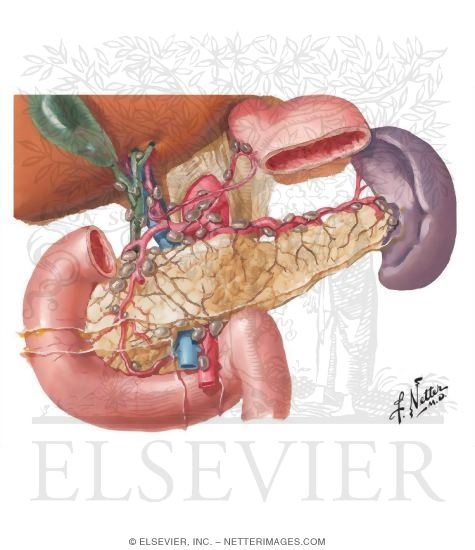 Pancreas