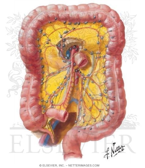 Colon