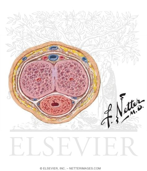 Cross Section Through Body of Penis
