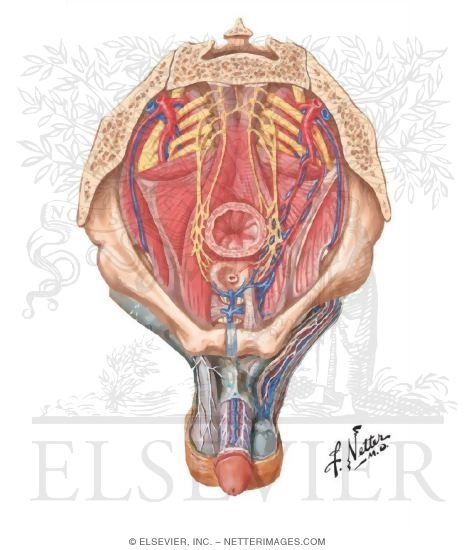 Nerve and Vascular Supply of Penis and Prostate