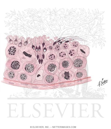 Watermarked preview of unlabeled image: Section Through Seminiferous Tubule Demonstrating Spermatogenesis