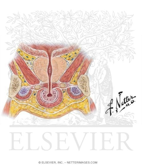 Frontal Section Through Base of Penis, Perineum, and Prostate