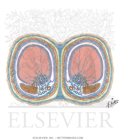 Cross Section Through Scrotum and Testes