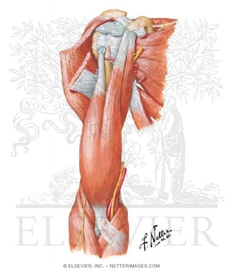 Anterior Arm