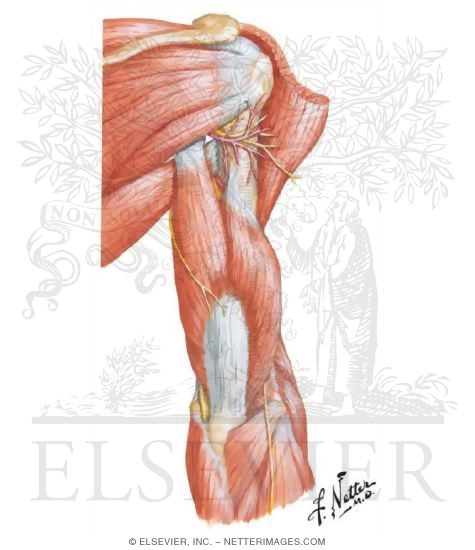 Watermarked preview of unlabeled image: Posterior Arm