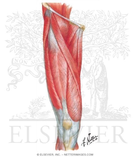 Anterior Thigh