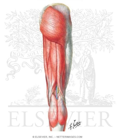 Posterior Thigh and Gluteus