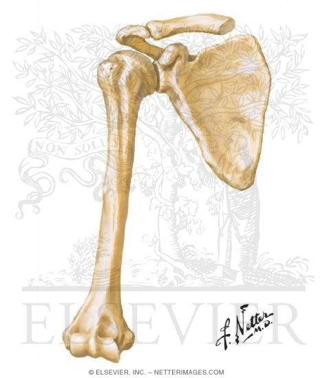 Scapula and Humerus