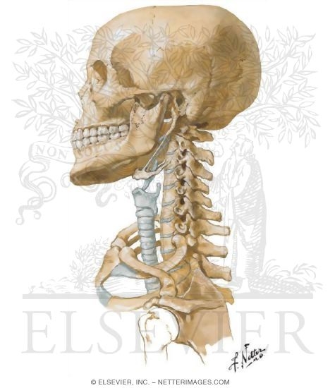 Skull and Neck