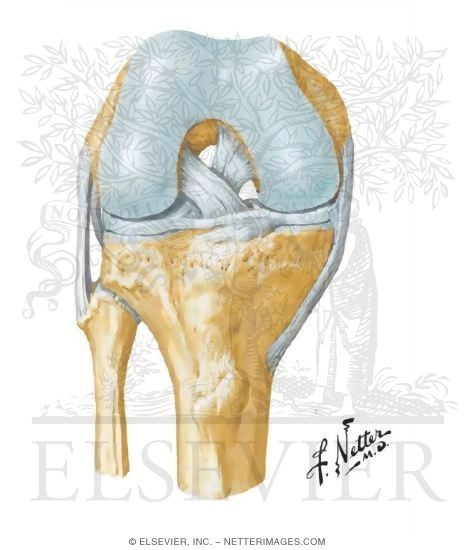 Knee