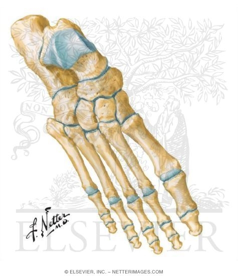 Bones of Ankle and Foot