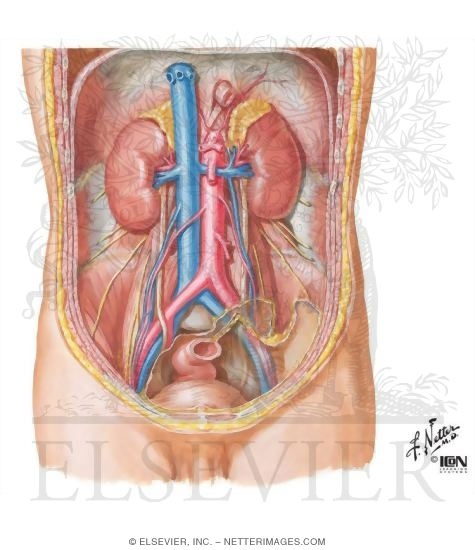 Kidney In Situ