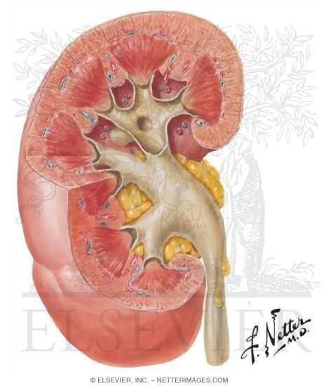 Kidney Sectioned