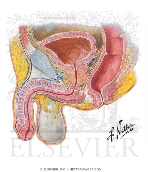 Male Bladder and Urethra