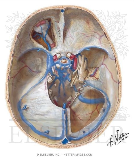 dural sinuses