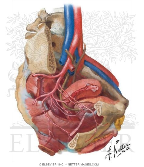 Watermarked preview of unlabeled image: Arterial Supply of Abdomen and Pelvis