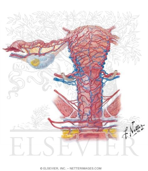 Watermarked preview of unlabeled image: Arterial Supply of Abdomen and Pelvis