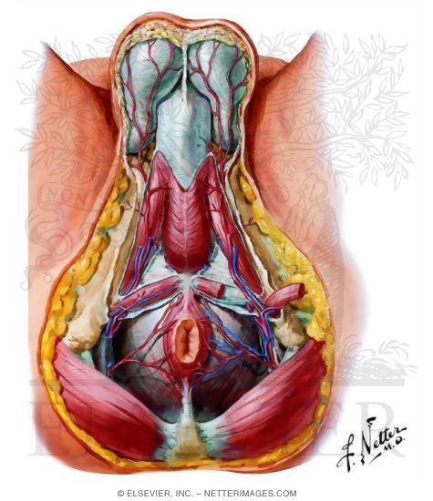 Watermarked preview of unlabeled image: Blood Supply of Male Pelvis