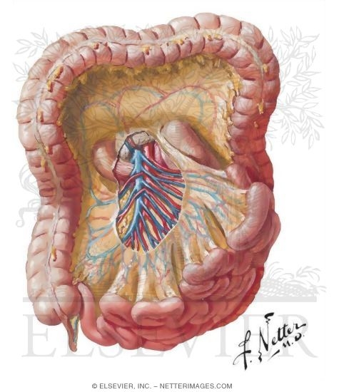 Watermarked preview of unlabeled image: Vascular Supply of Small and Large Intestine