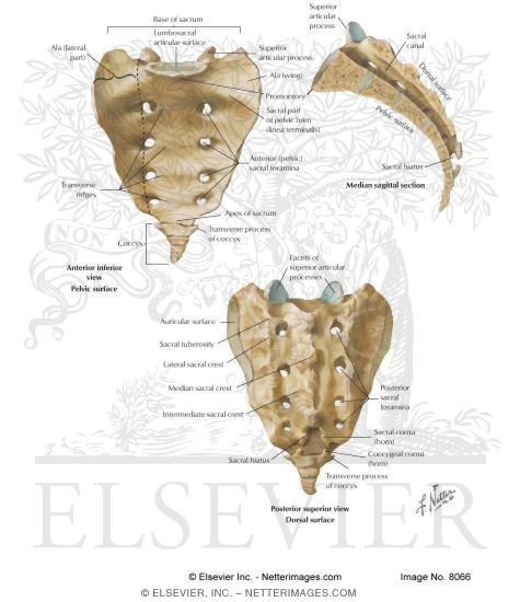 sacral vertebrae