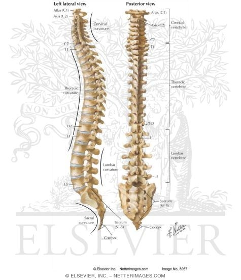Vertebral Column: The Spine