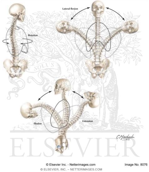 Watermarked preview of labeled image: Movements of the Spine