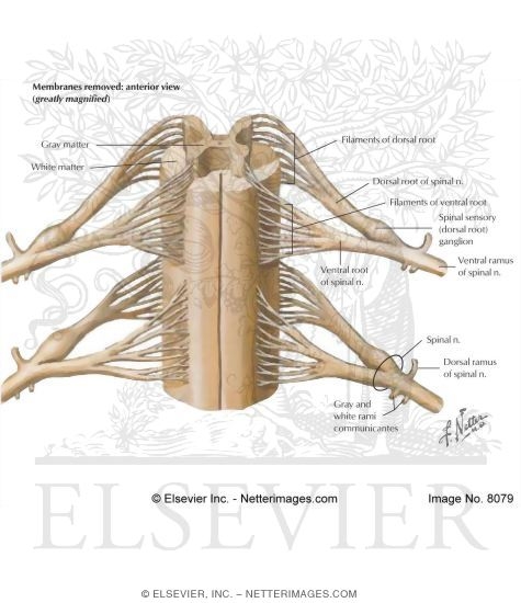 Spinal Cord: Nerves