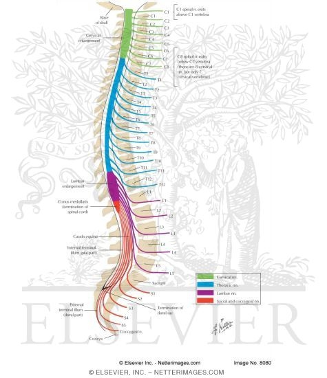Spinal Cord: Relationship of Nerves to the Spine
