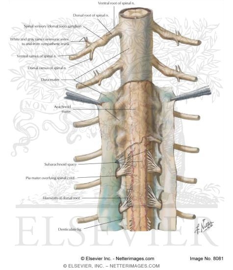 Spinal Meninges