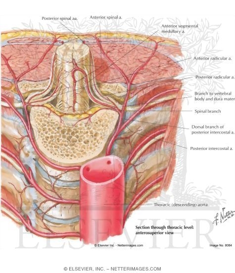 Watermarked preview of labeled image: Blood Supply to the Spine and Cord: Arteries of the Spine