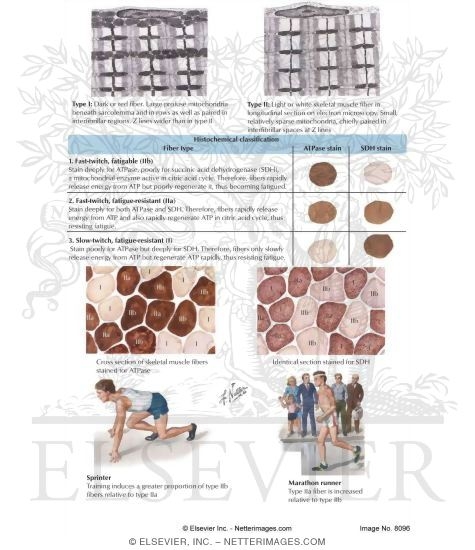 Muscle Fiber Types